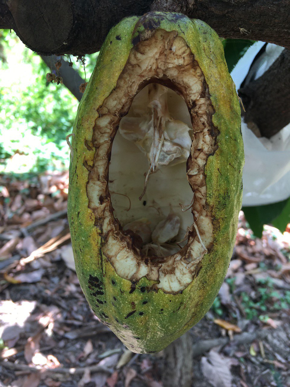 Eichhörnchen fressen Kakaosamen bevorzugt, wenn die Früchte fast reif sind. Hier zu sehen ist eine Kakaofrucht, deren Schale von einem Eichhörnchen angeknabbert wurde. Die Samen wurden von dem Tier vollständig entfernt.