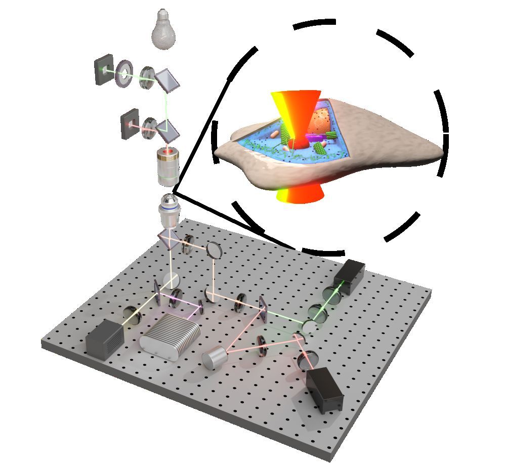Using highly focused laser beams, the team can use light to grab and move particles inside the cells. This enables us to determine and modify the physical properties inside cells which will be compared to possible changes of chemical reaction rates in response to active mechanical fluctuations and changes in molecular crowding.