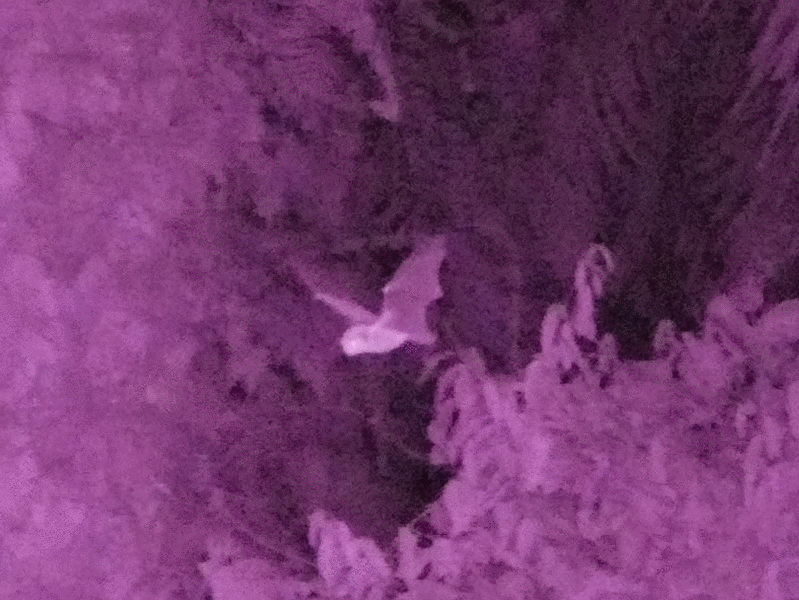 Lesser short-nosed fruit bat (Cynopterus brachyotis) flying through oil palm plantation at night - near-infrared images