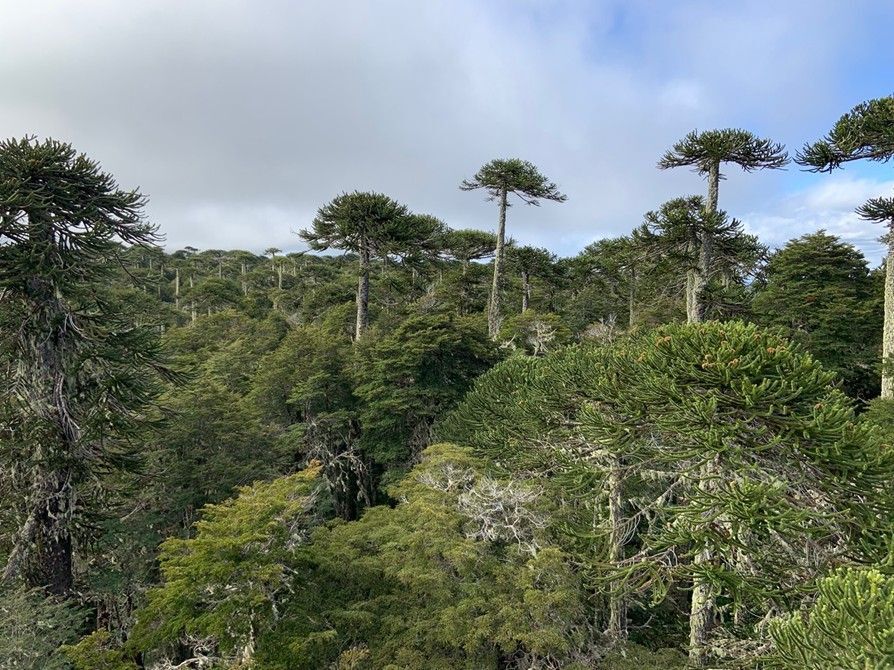 Feucht-gemäßigter Wald im Nationalpark Nahuelbuta (Chile) voller immergrüner Nadelbäume der Gattung Araukarien (auch Andentanne oder Affenschwanzbaum genannt), der sich von einem Brand erholt hat.