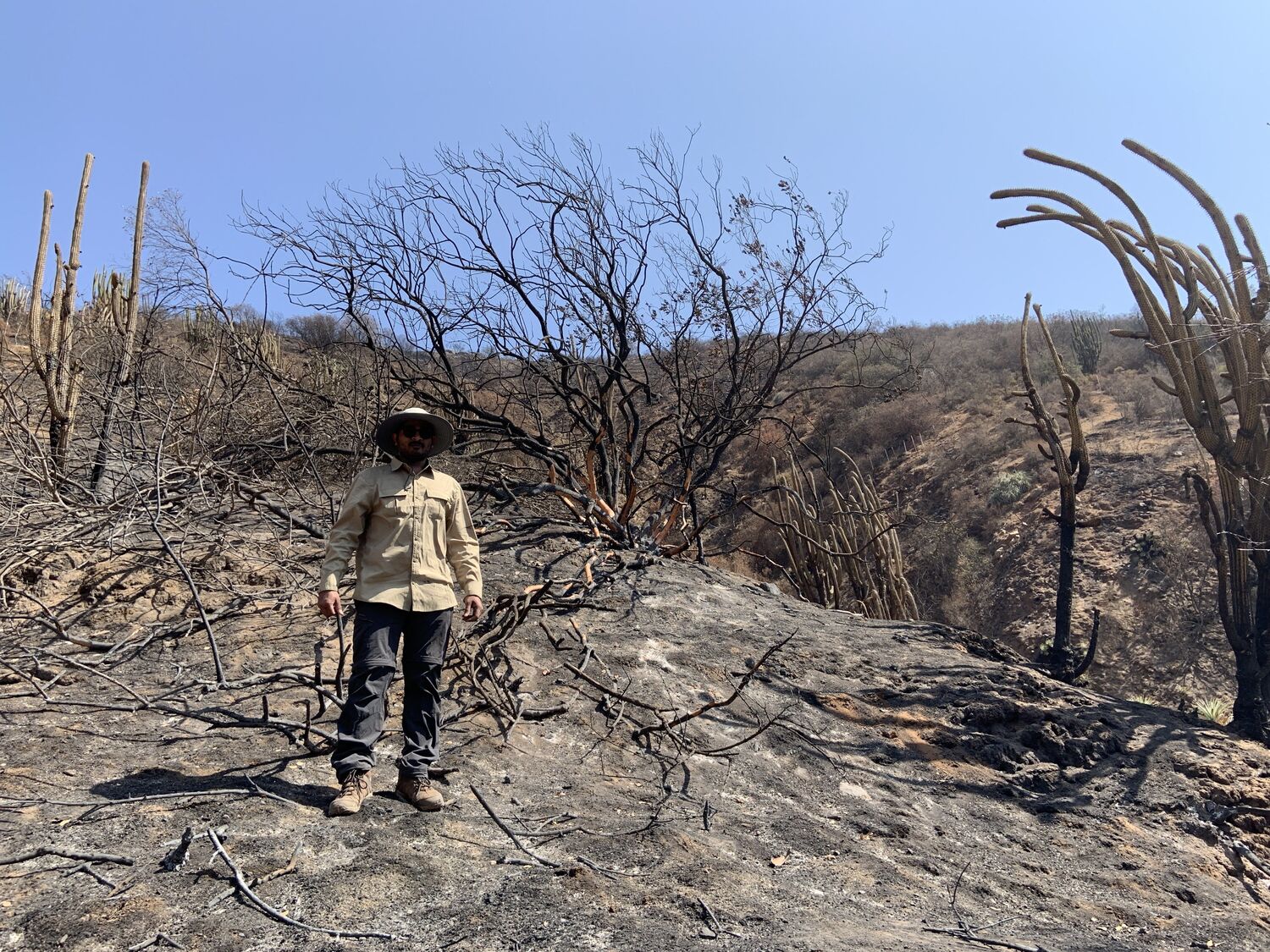 Lead researcher, Jhenkhar Mallikarjun, at a burned forest site two days after the wildfire in the mediterranean ecosystem of La Campana National Park, Chile.