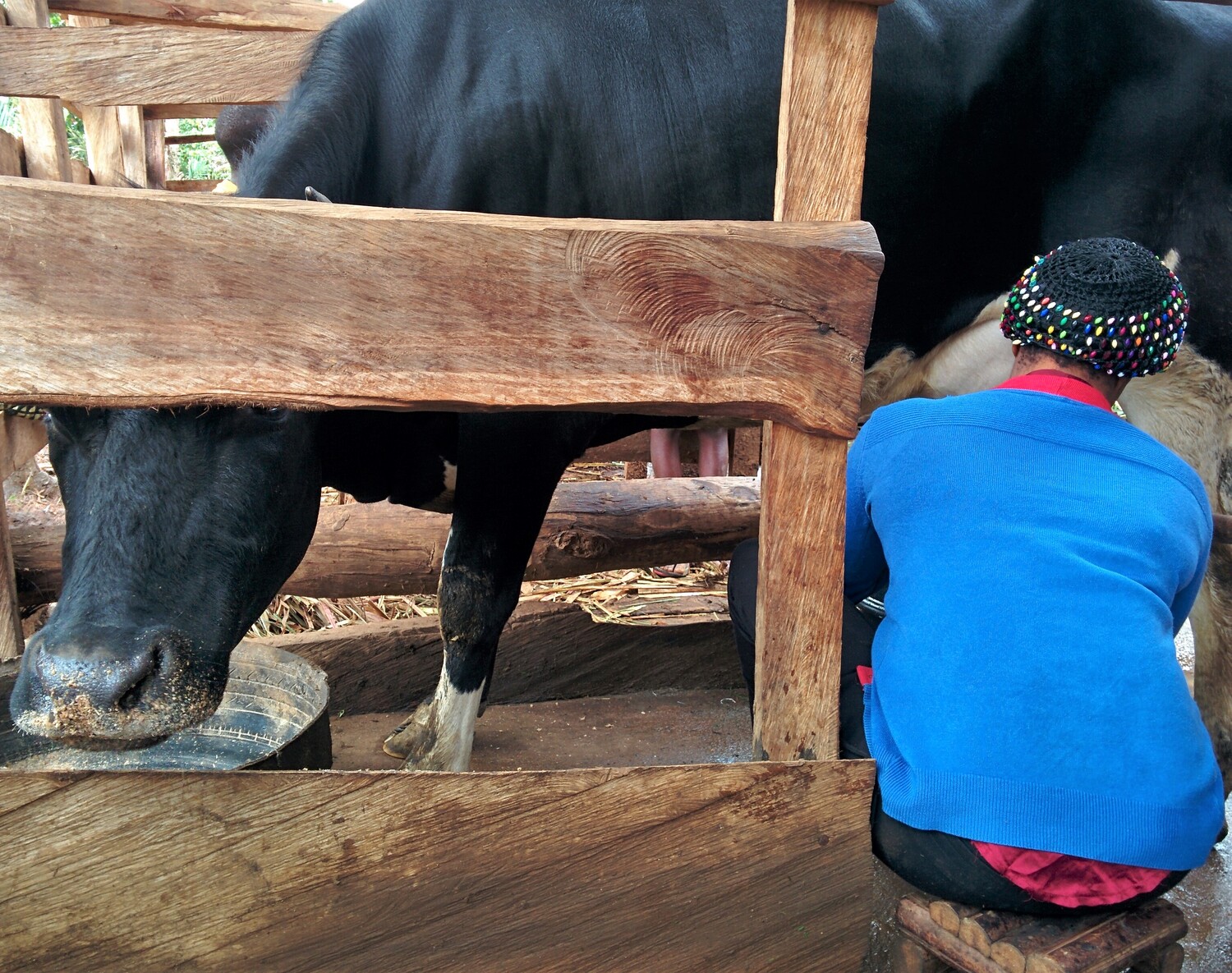Ein kamerunischer Erzeuger melkt seine  Kuh der Rasse Holstein-Friesian von Hand. melkt.