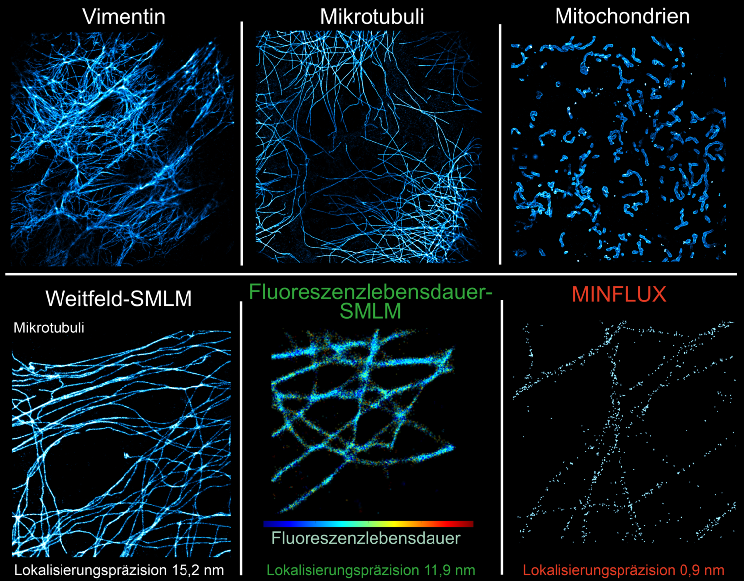 Selbstblinkender Farbstoff, der in verschiedenen zellulären Strukturen und Bildgebungsverfahren eingesetzt wird. Obere Reihe, von links nach rechts: Superauflösungsbilder von Vimentin – einem Protein des Zellskeletts –, Mikrotubuli und Mitochondrien mithilfe von selbstblinkenden Farbstoffen. Untere Reihe, von links nach rechts: Mit Weitfeld-SMLM, Fluoreszenzlebensdauer-SMLM und MINFLUX abgebildete Mikrotubuli, die zeigen, dass dieselbe selbstblinkende Markierungsmethode mit verschiedenen Verfahren der Superauflösungsmikroskopie kompatibel ist.