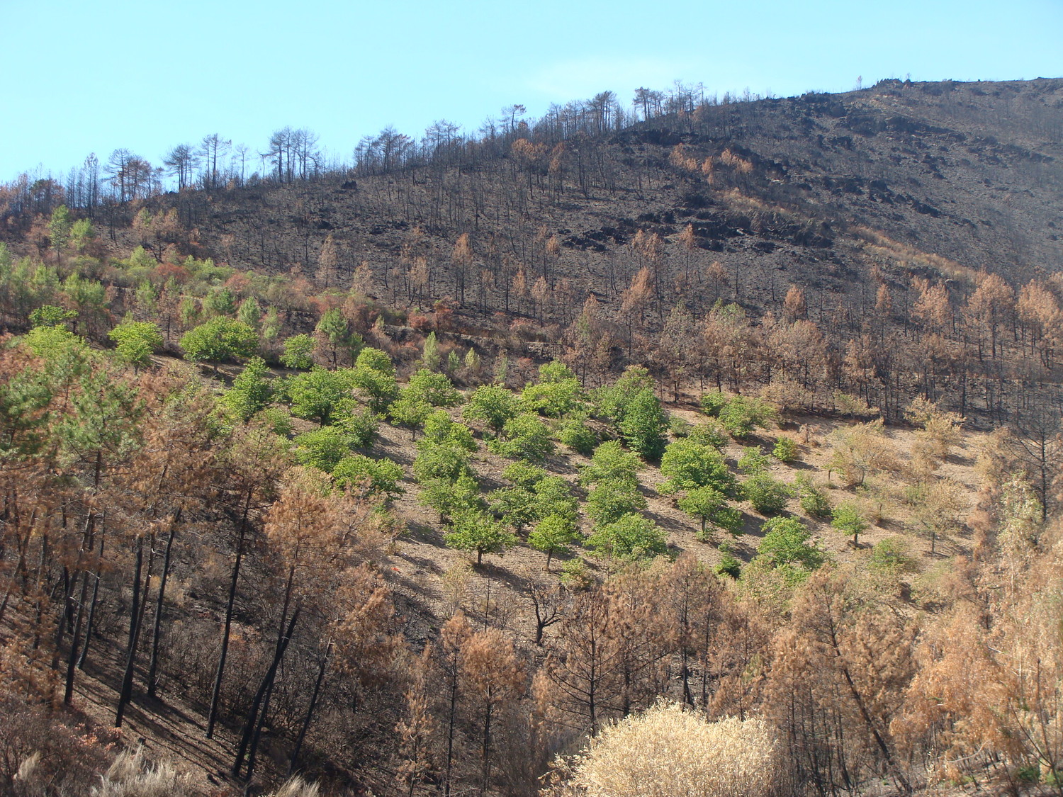 Waldbrandverhütung durch Wiederaufnahme vielfältiger Landnutzungen im nördlichen Extremadura (Spanien)
