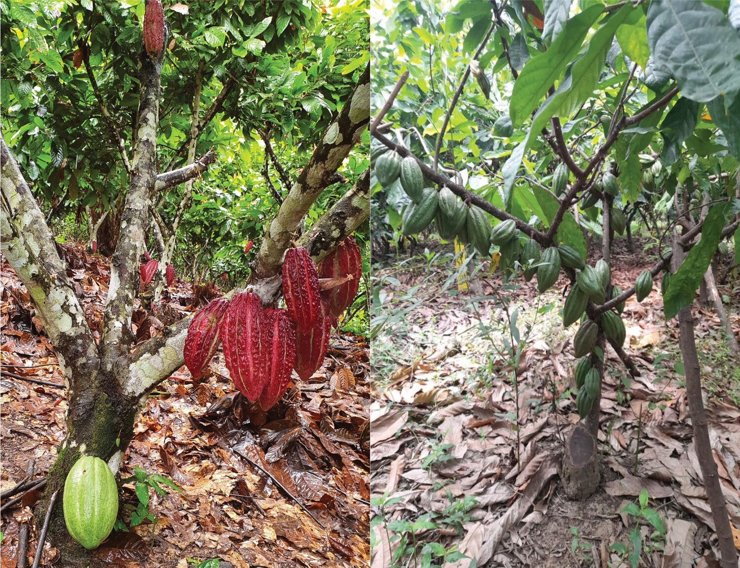 Grafted cacao trees with high productivity. The left picture shows a native cacao tree grafted with the commercial clone CCN-51, which still retains a pod from the original tree at the base of the trunk. The right picture shows one of the trees grafted in this study with native Blanco de Piura cacao genotypes.