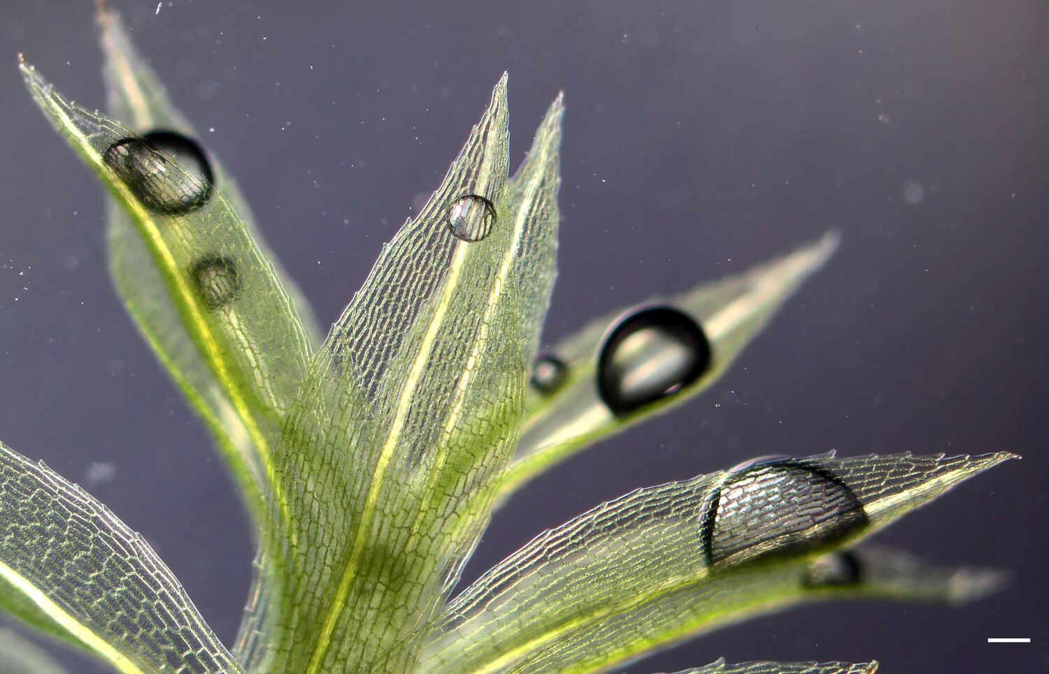 Mikroskopisches Bild des Mooses Physcomitrium patens, das als Modellorganismus für die Evolution der Pflanzen erforscht wird (Maßstab: 1 mm)