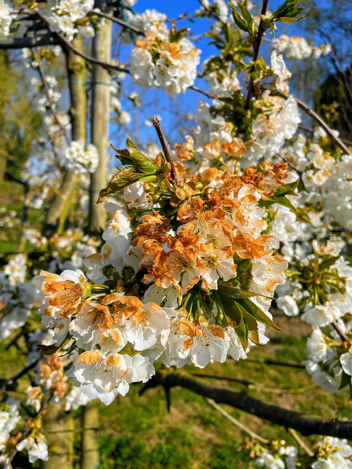 The brown, withered blossoms show the effects of frost on a sweet cherry tree in the experimental orchard in Lower Saxony, Germany.