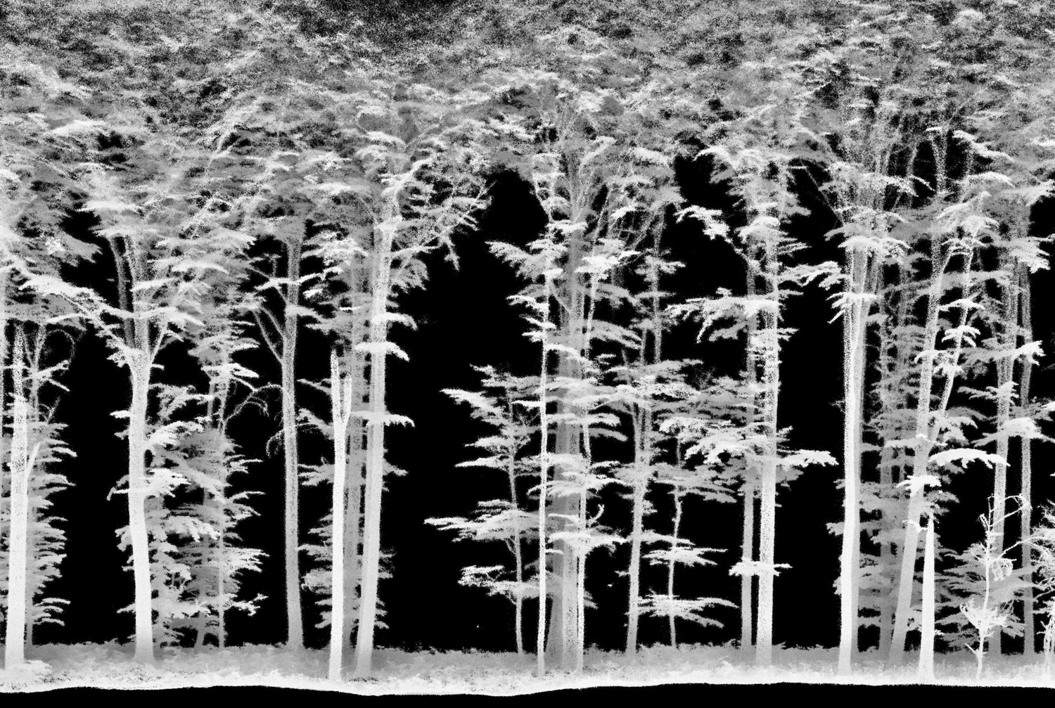 2D-Abbild eines 3D-Laserscans eines mitteldeutschen Buchenwalds
