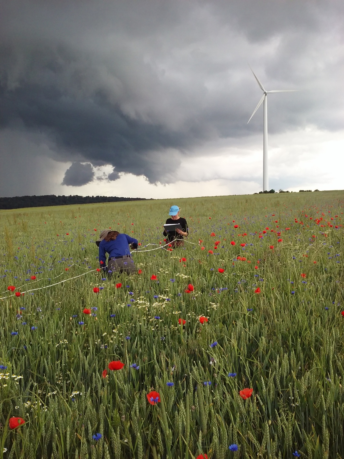 students taking measurements from organically grown winter wheat near Göttingen