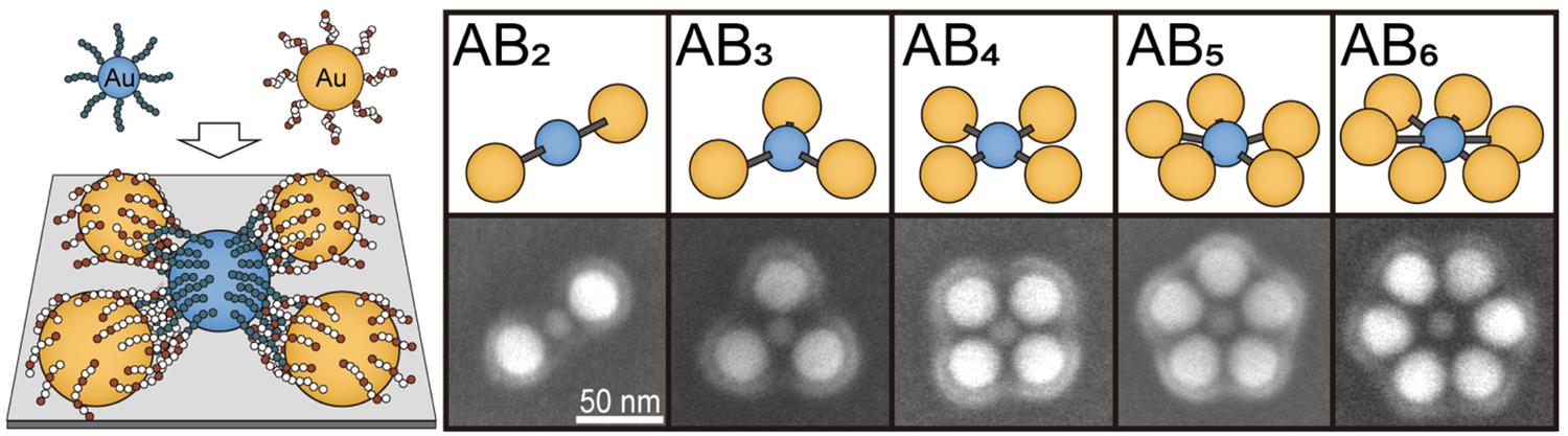 Gold-Nanopartikel reagieren mithilfe maßgeschneiderter Polymere zu präzise geordneten plasmonischen Molekülen.