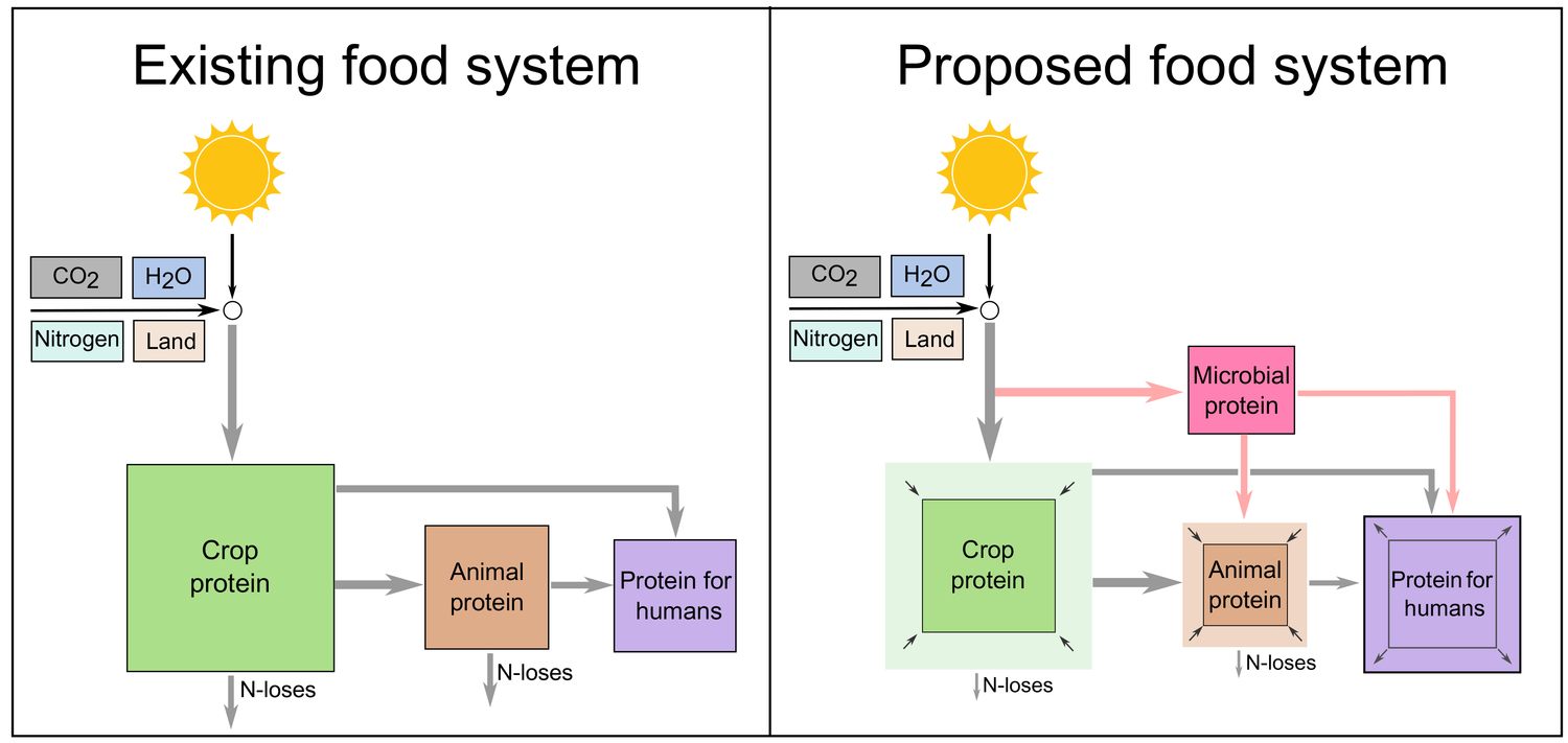 Solar powered cellular agriculture can provide the same amount of protein using just 10% of the land compared to conventional crops.