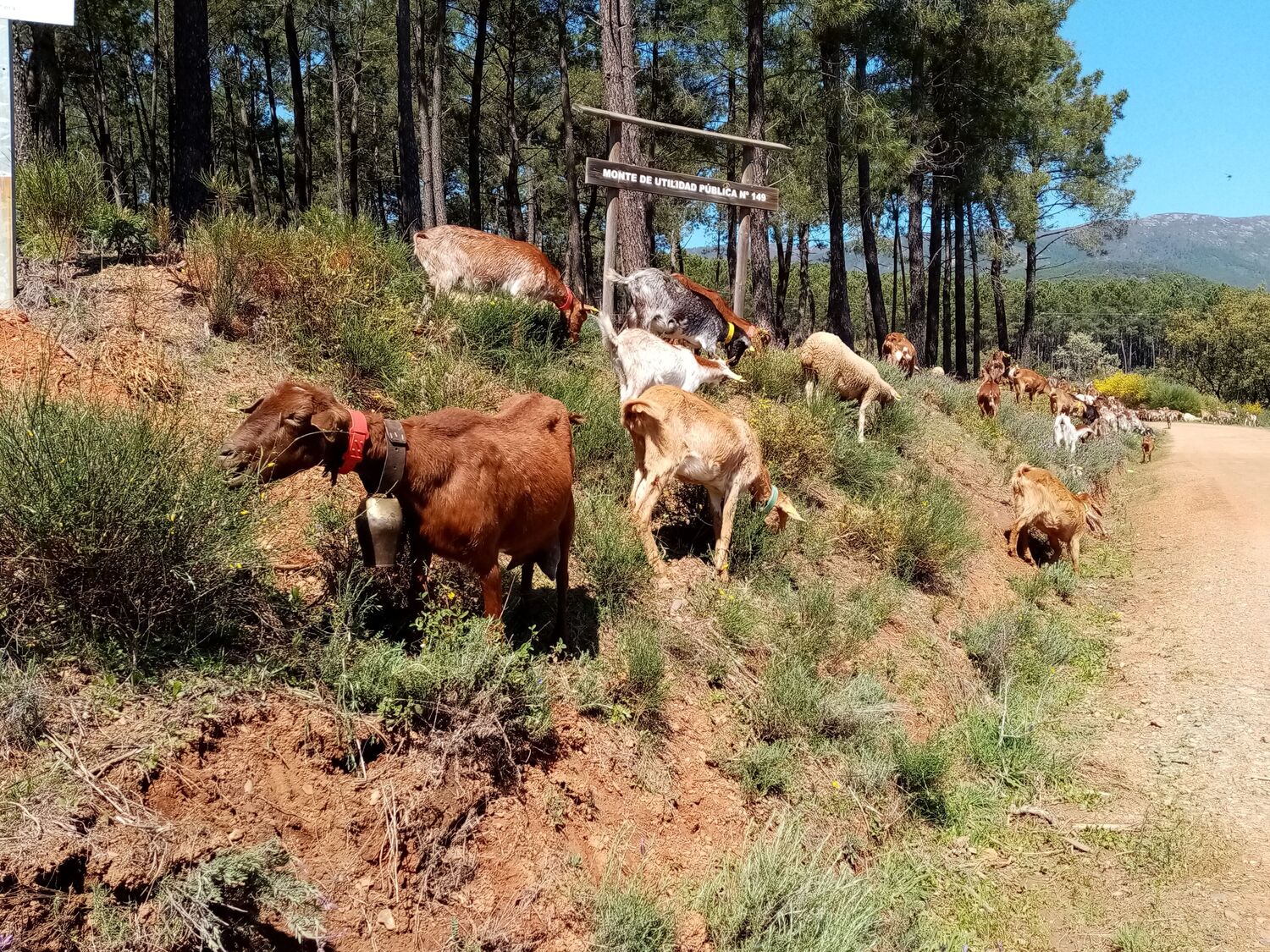 Ziegenhaltung zur Vervielfältigung der Landnutzung im nördlichen Extremadura (Spanien)