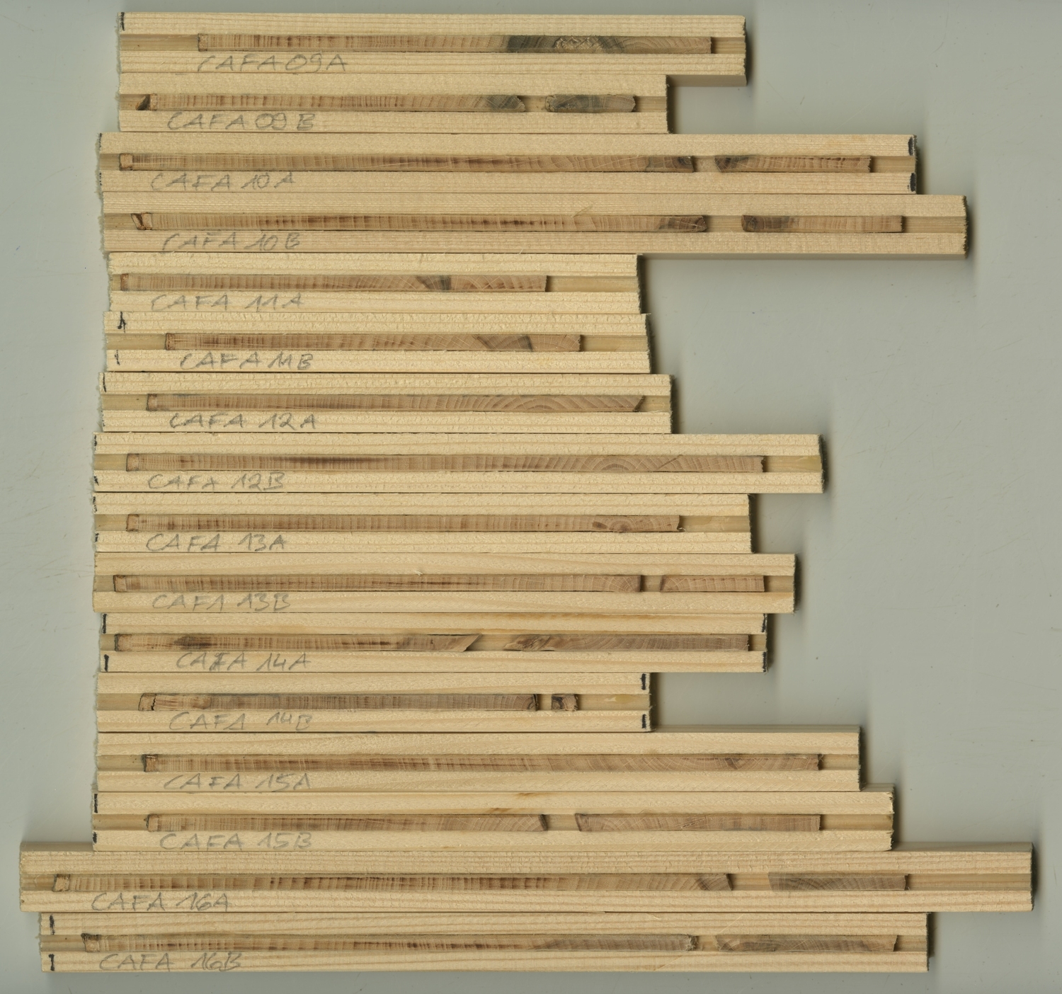 Samples of wood are taken from European beech. They are glued to wooden strips and prepared with razor blade or sandpaper so that the annual rings are clearly visible on the smooth surfaces and can be measured and dated using a microscope.