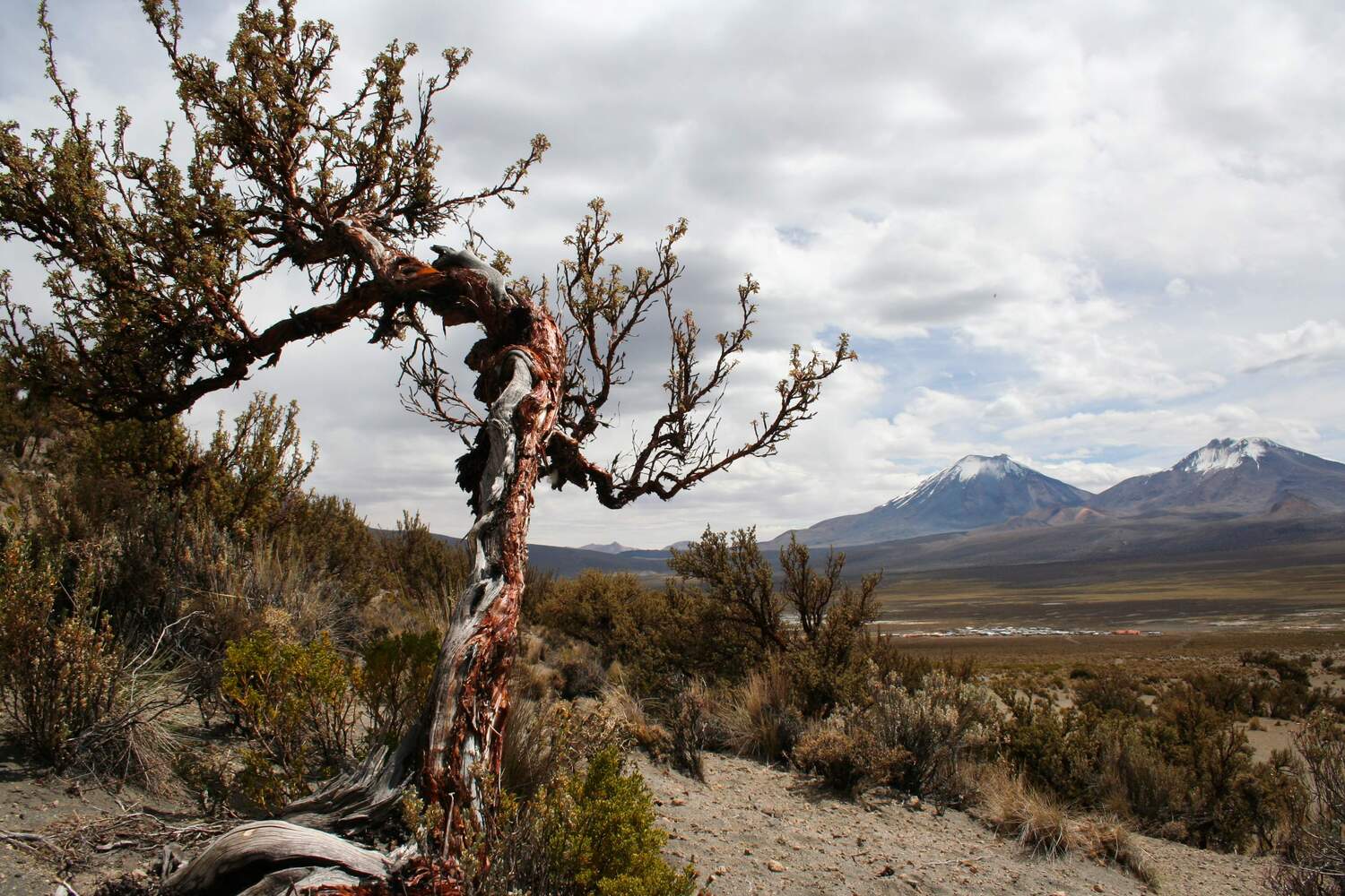 Parque Nacional Sajama, Sajama (Bolivia). Very few plant species occur at the highest altitudes – such as these Polylepis trees on the Bolivian altiplano.