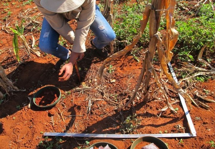 Agronomische Probenahme und Untersuchungen auf Parzellen kleinbäuerlicher Betriebe zur Bewertung der Beziehung zwischen Maiserträgen und Bodenqualität in Limpopo