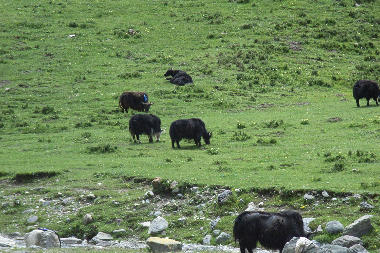 Herds of roaming cattle used these pastures which are not overgrazed.