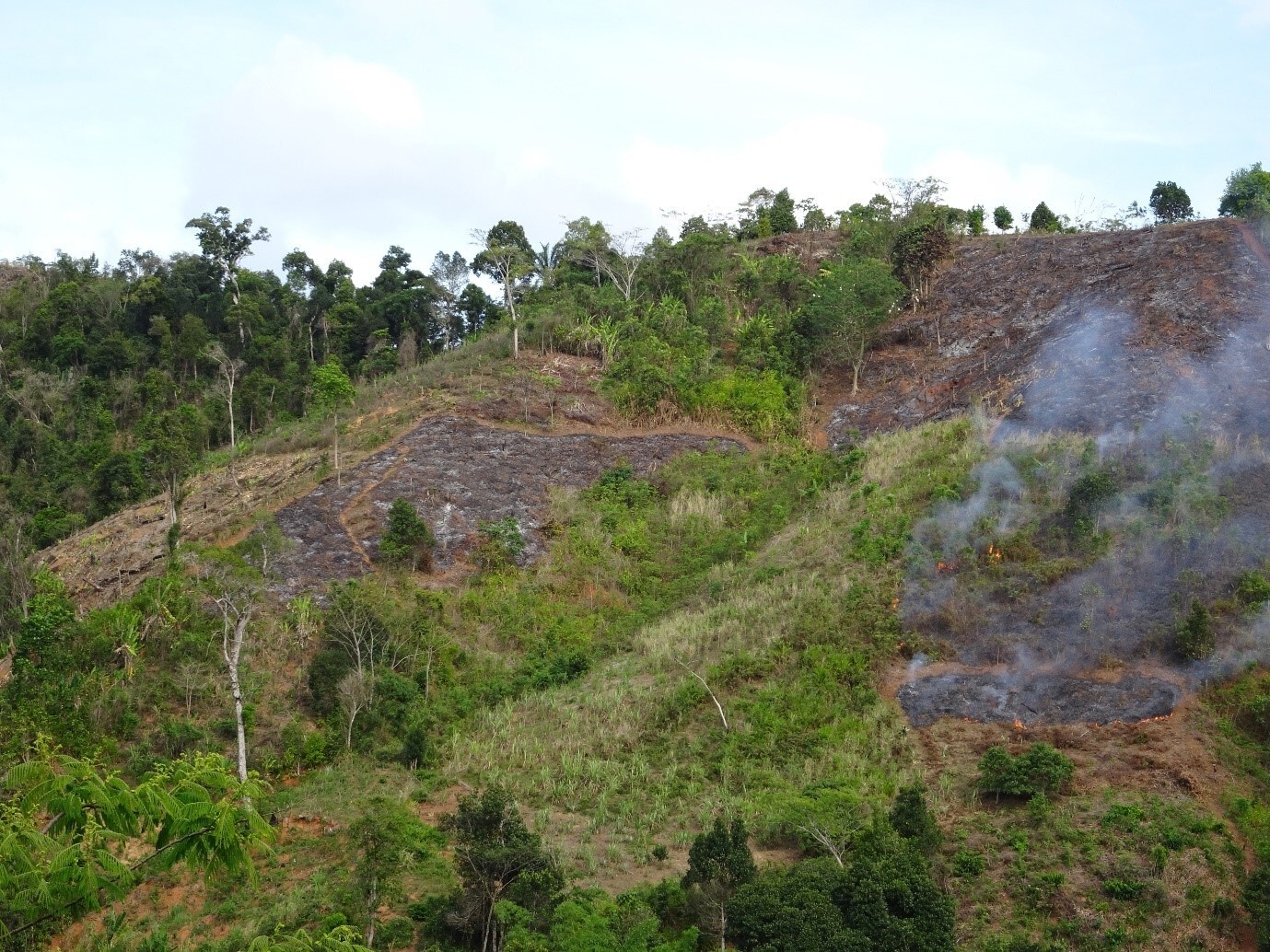 Die Brandrohdung für den Reisanbau ist der Hauptgrund für den Waldverlust in Nordost-Madagaskar. Vanilleagroforste, die auf bereits entwaldetem Land etabliert werden, könnten eine nachhaltige Alternative bieten.