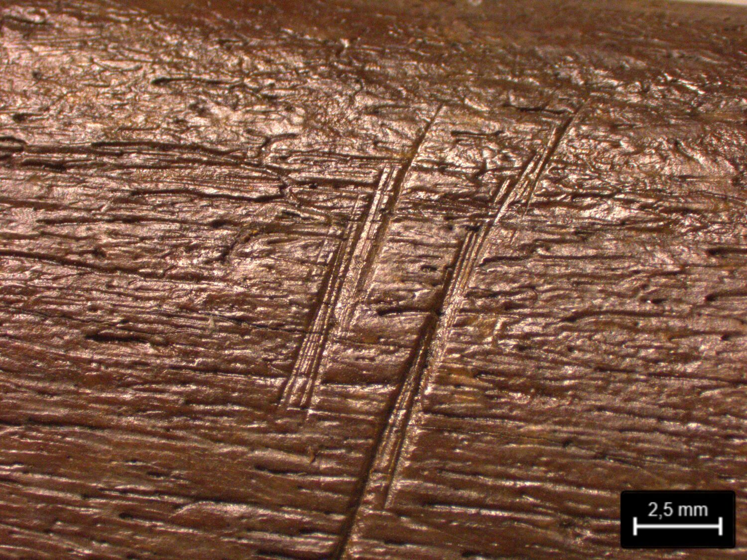 On the inside of the ribs, the research team found numerous cut marks, evidence of the elephant being butchered on the lake shore.