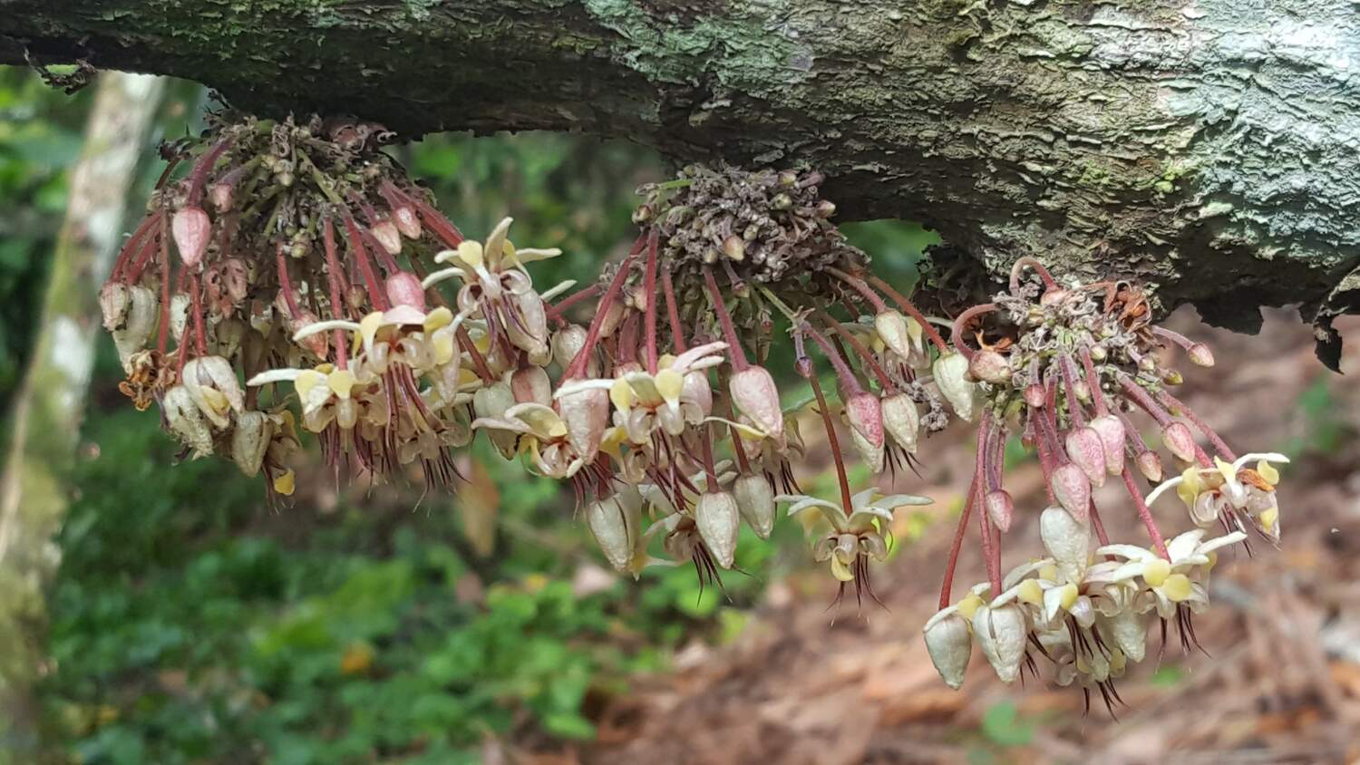 Kakaoblüten sind zur Bestäubung auf Insekten angewiesen, damit sich Kakaofrüchte bilden können.