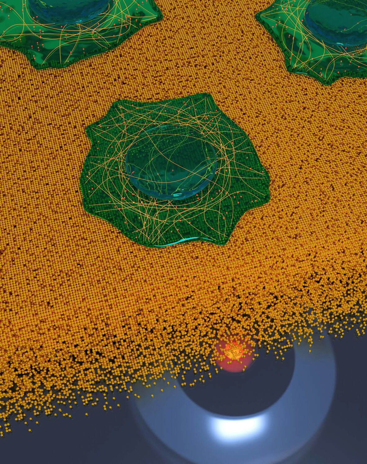 To show that 3D imaging with MIET-SMLM is compatible with biological samples, cells were seeded on a cover glass coated with 10 nm of gold and 5 nm of SiO2 using standard immunofluorescence sample prepa-ration procedure. The artistic rendering illustrates cells imaging on a gold surface resolving microtubules network and clathrin coated pits.