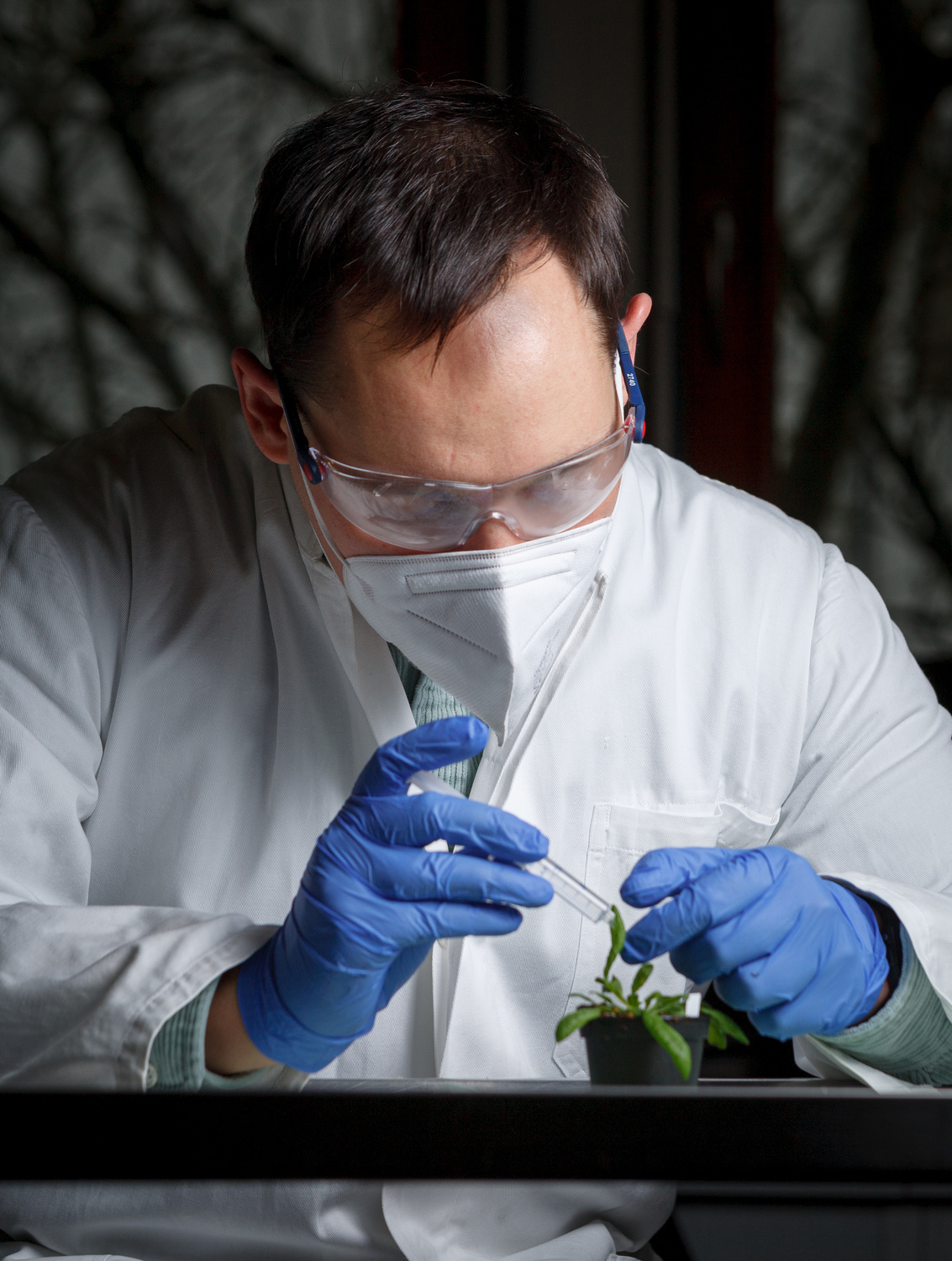 The leaf material serves as a basis for metabolite analysis