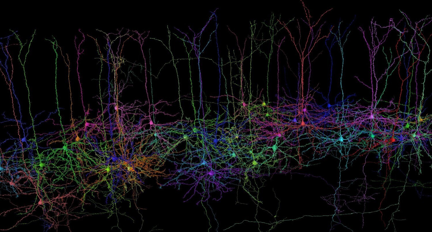 Ecker and his team want to develop machine learning techniques to describe the shape and function of neurons in the cerebral cortex and find out how the shape relates to the function.
