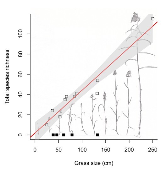 The number of insect species (plant-eating as well as parasitic wasps) depending on the length of the grass shoots. The small empty squares on the diagonal red line mark the average shoot length and the total species diversity of the ten perennial grass species, which are also shown in the illustrations under the line. The black squares on the horizontal line indicate the values for the annual, five short-lived grass species.