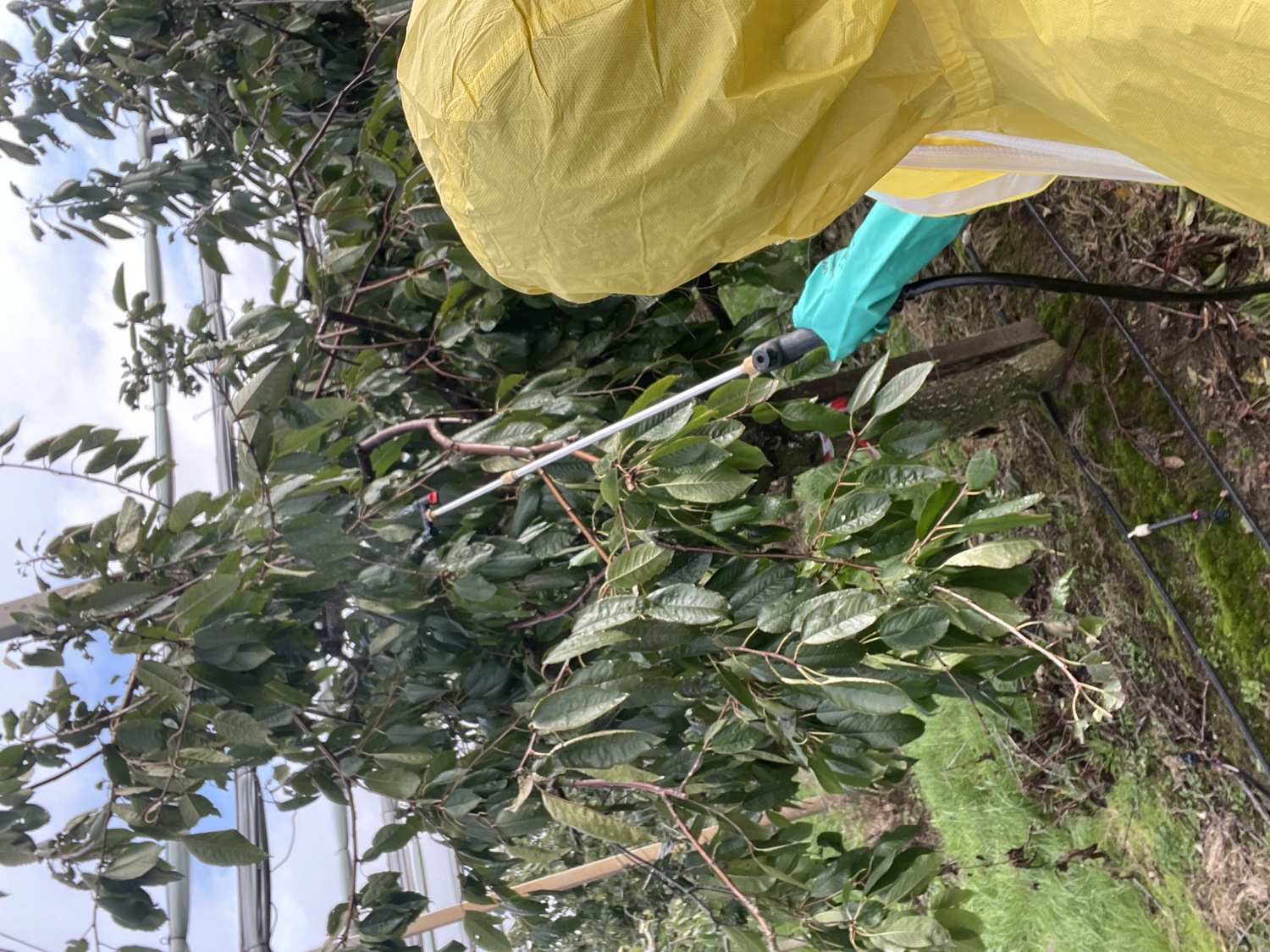 Forschungsleiterin Dr. Wiebke Kämper bei der Behandlung von Süßkirschen im Rahmen des Feldversuchs in Niedersachsen.
