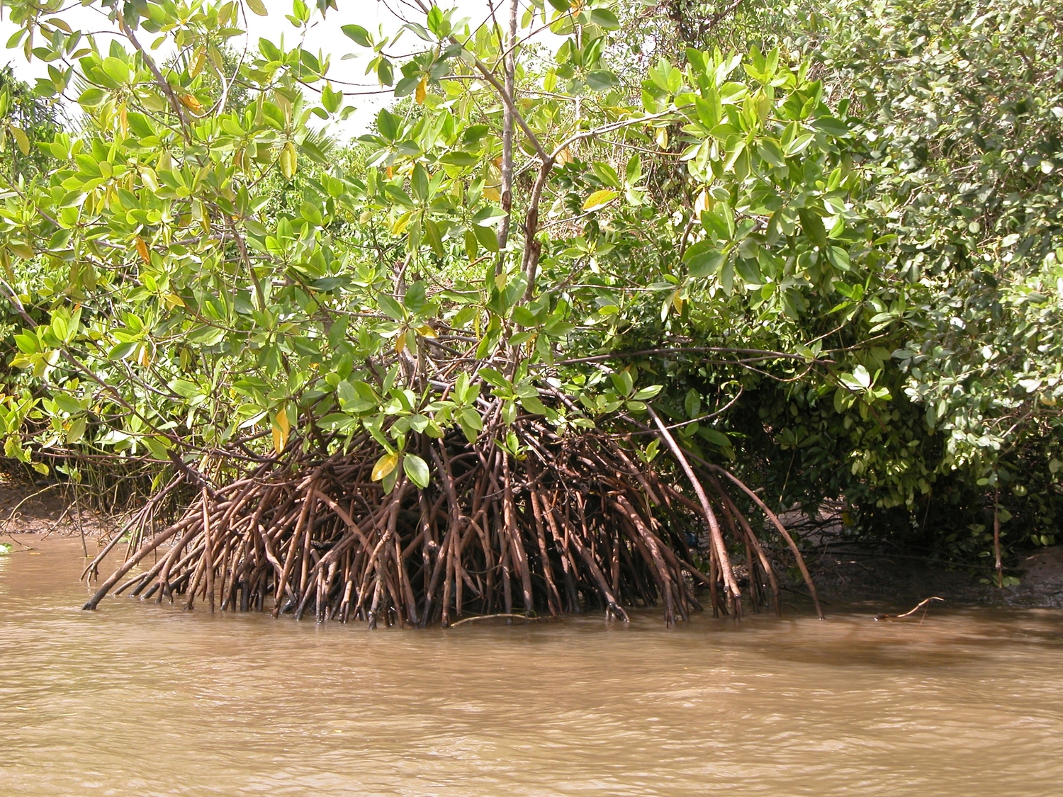 Mangroves growing around the edge of the Segara Anakan Lagoon in Java, Indonesia