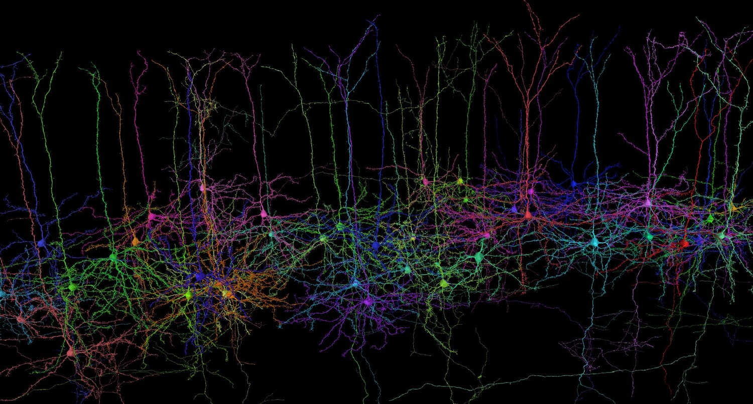 Mit der Förderung wollen Ecker und sein Team herausfinden, wie Form und Funktion von Nervenzellen in der Großhirnrinde zusammenhängen.