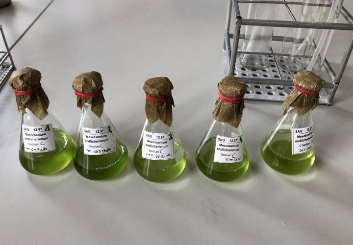 Flüssige Proben von Mesotaenium endlicherianum in einem Laborkolben, die unter sterilen Bedingungen mit frischem Medium kombiniert werden sollen.