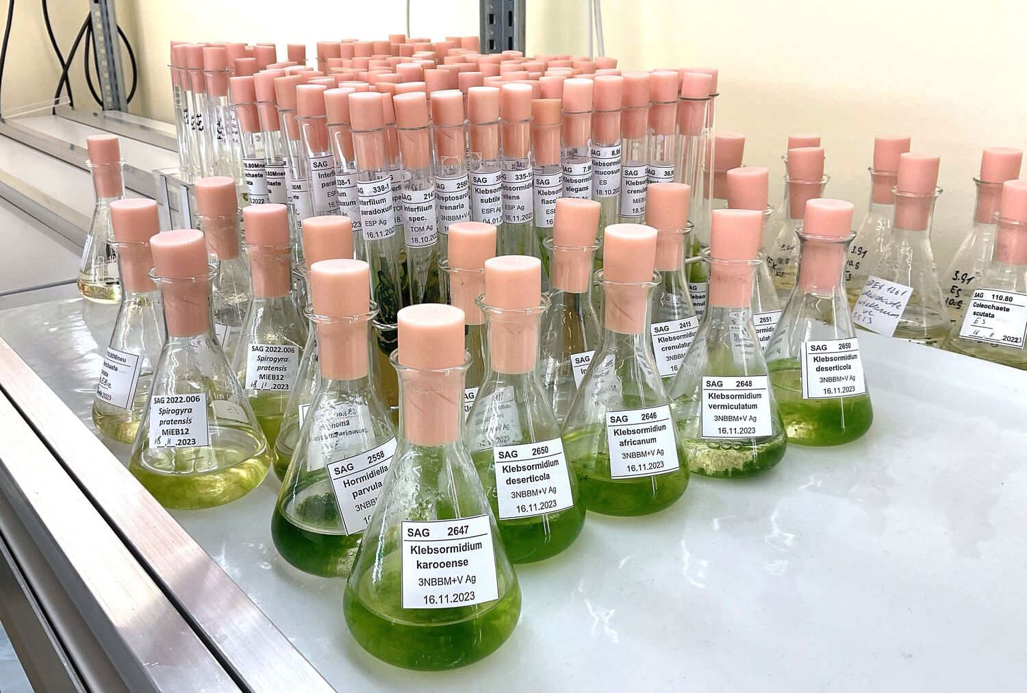 Flüssige Proben verschiedener Arten von Grünalgen der Gruppe Klebsormidiophyceae, die in der Sammlung von Algenkulturen der Universität Göttingen (SAG) gelagert sind