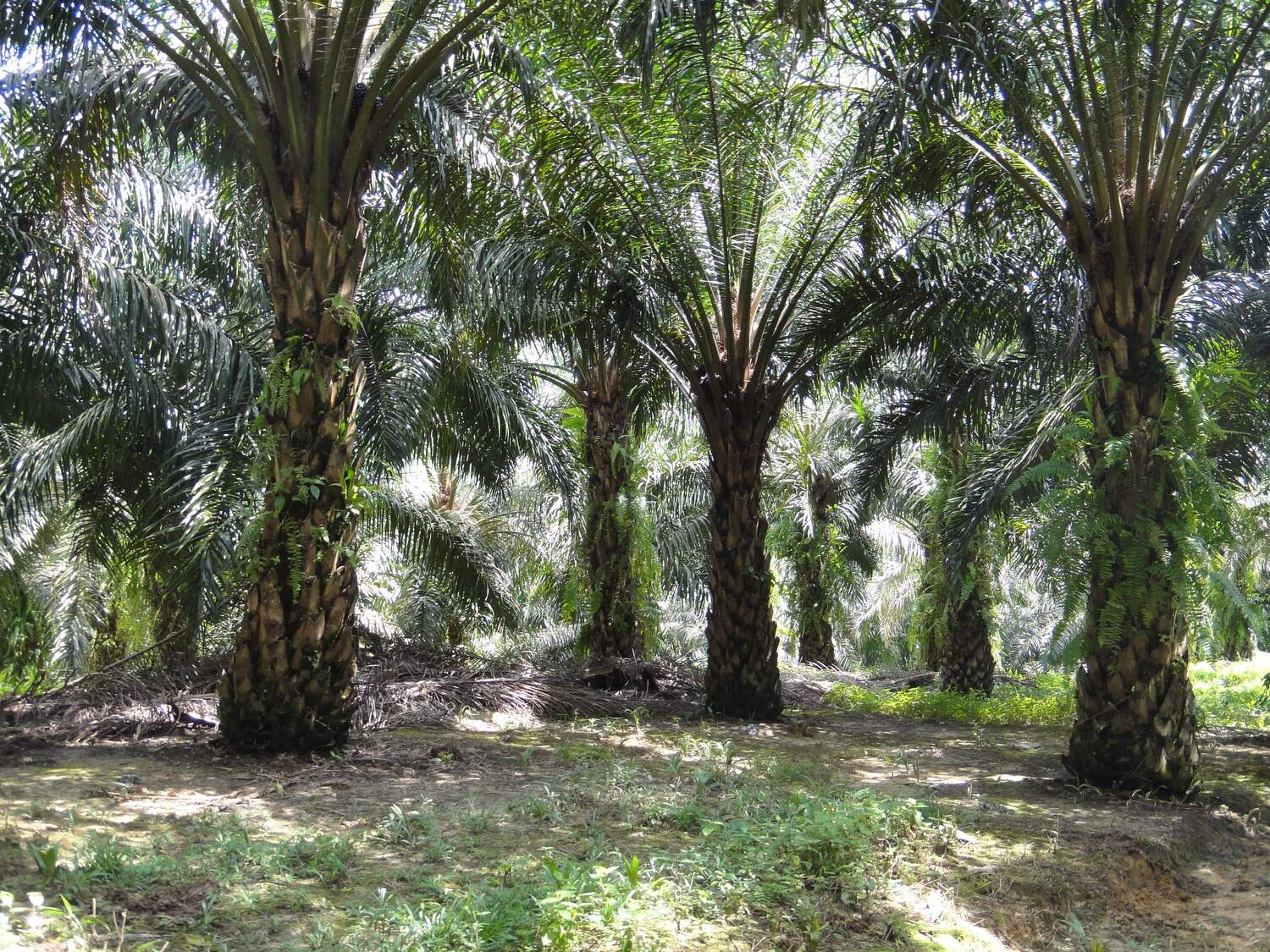 Ölpalmenplantage in der Provinz Jambi, Sumatra (Indonesien)