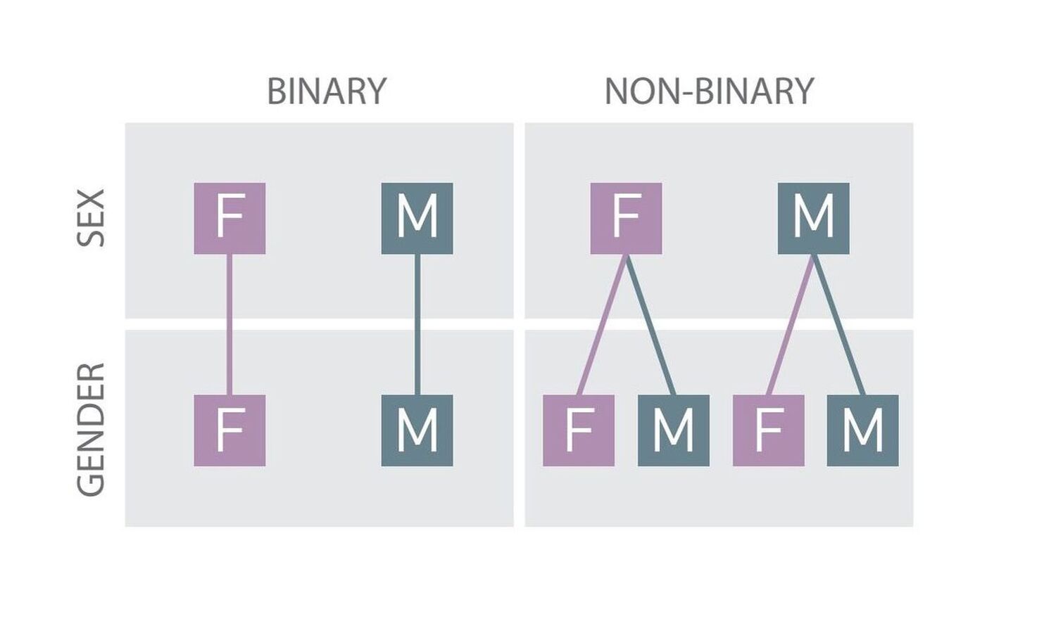 Binary and non-binary models (F: female/feminine; M: male/masculine)
