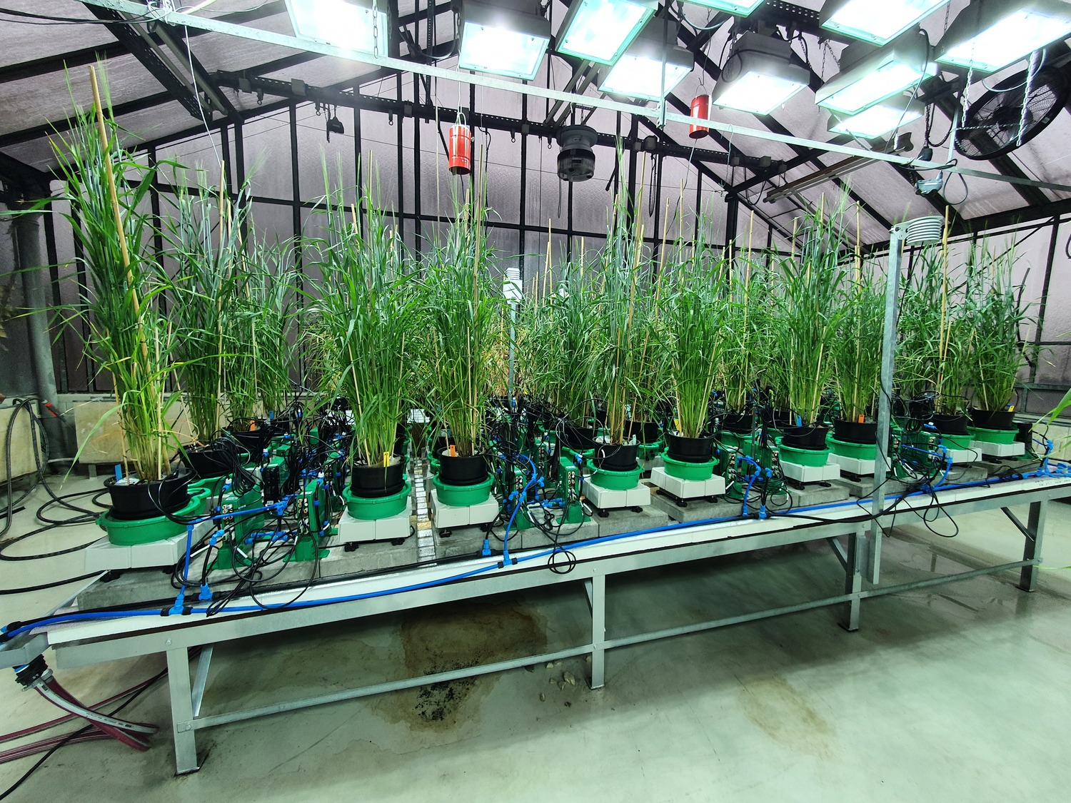 Testing the water response behaviour of barley genotypes in the TROPAGS greenhouse.
