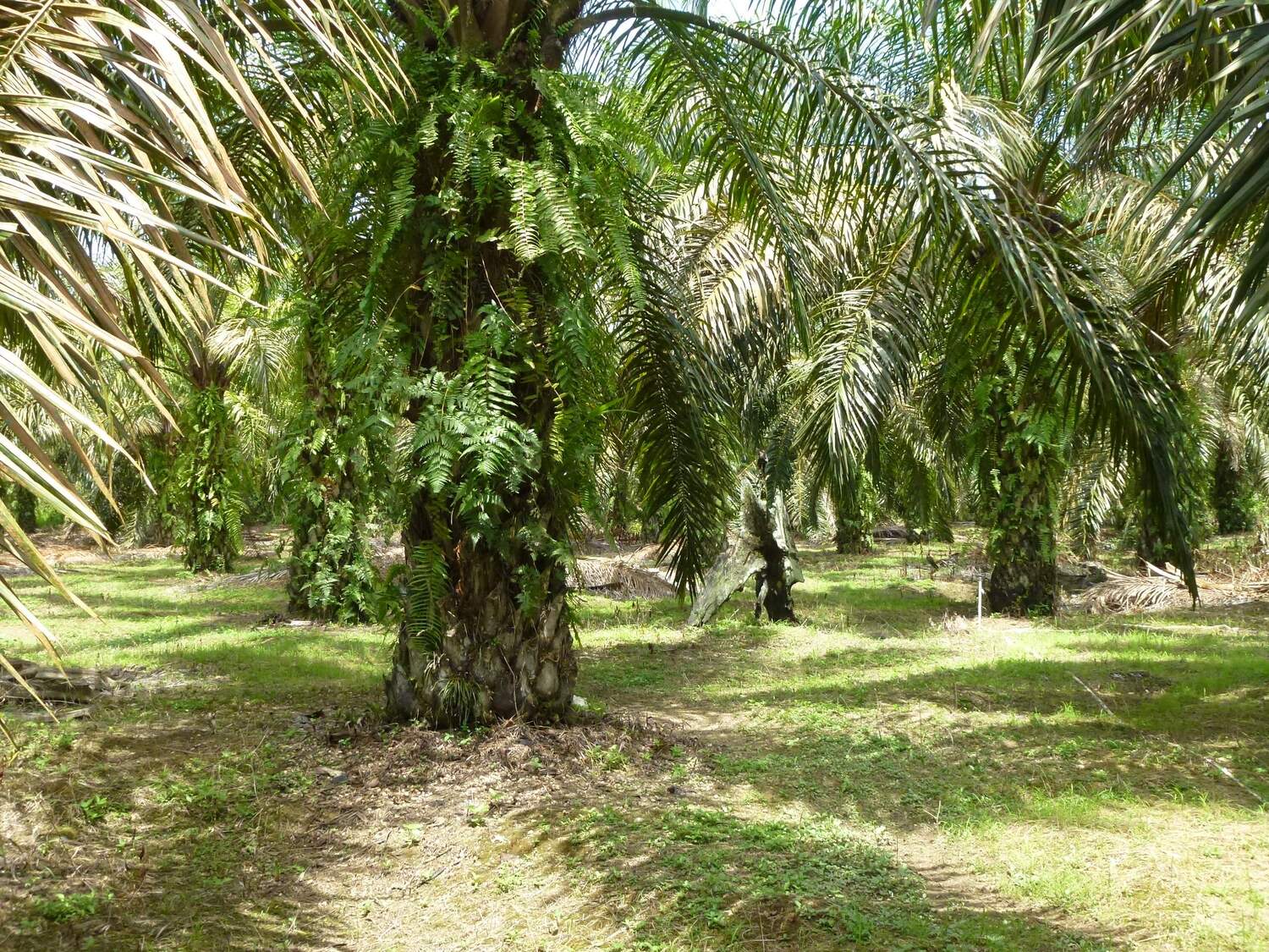 The effects of plant litter removal were not observed in oil palm plantations, where litter is very scarce in any case