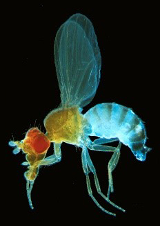 Fruchtfliege Drosophila melanogaster: Der 