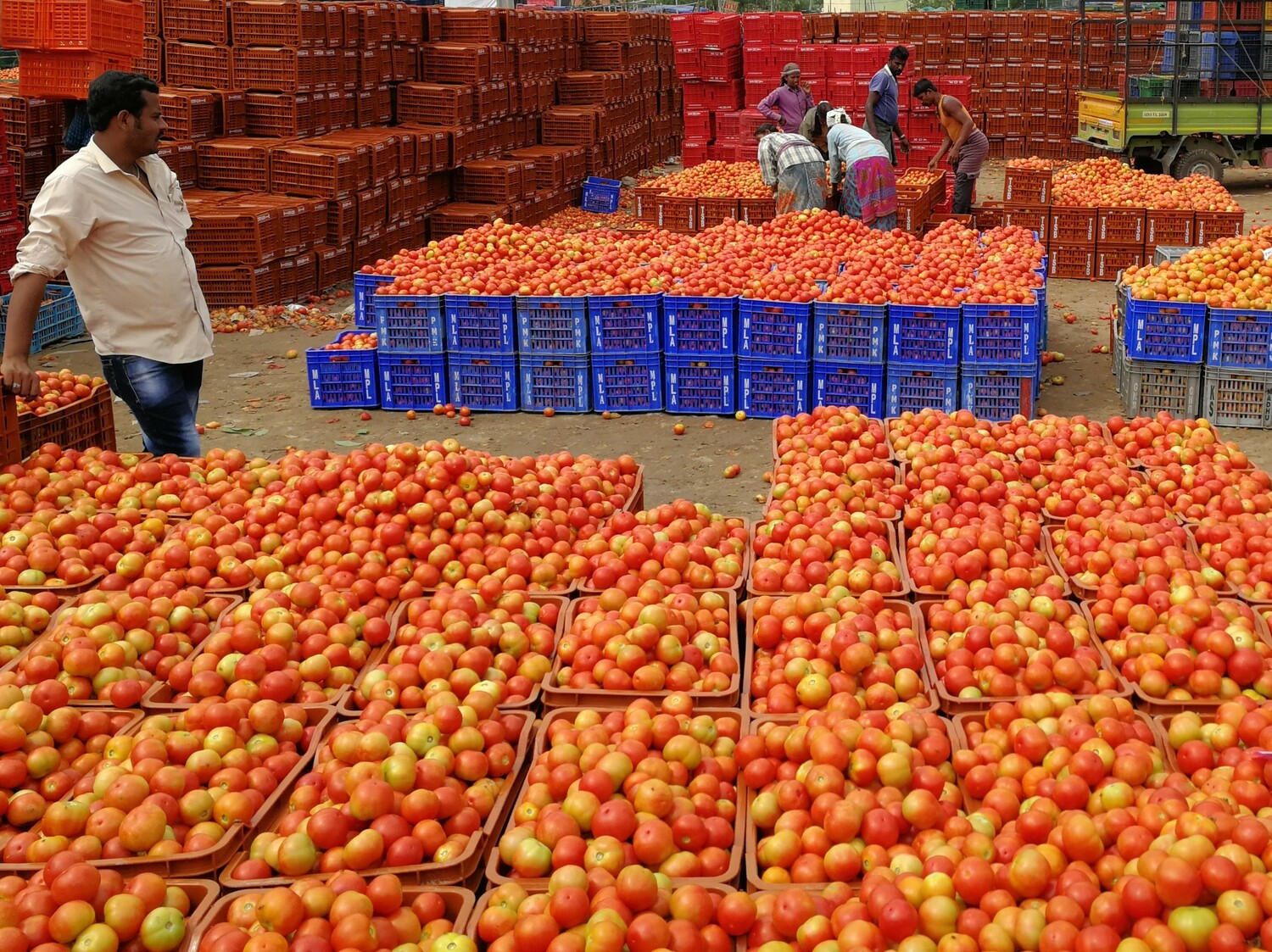 Workers packing tomatoes at the market of Madanapalle in India, from where they will be delivered across the country.