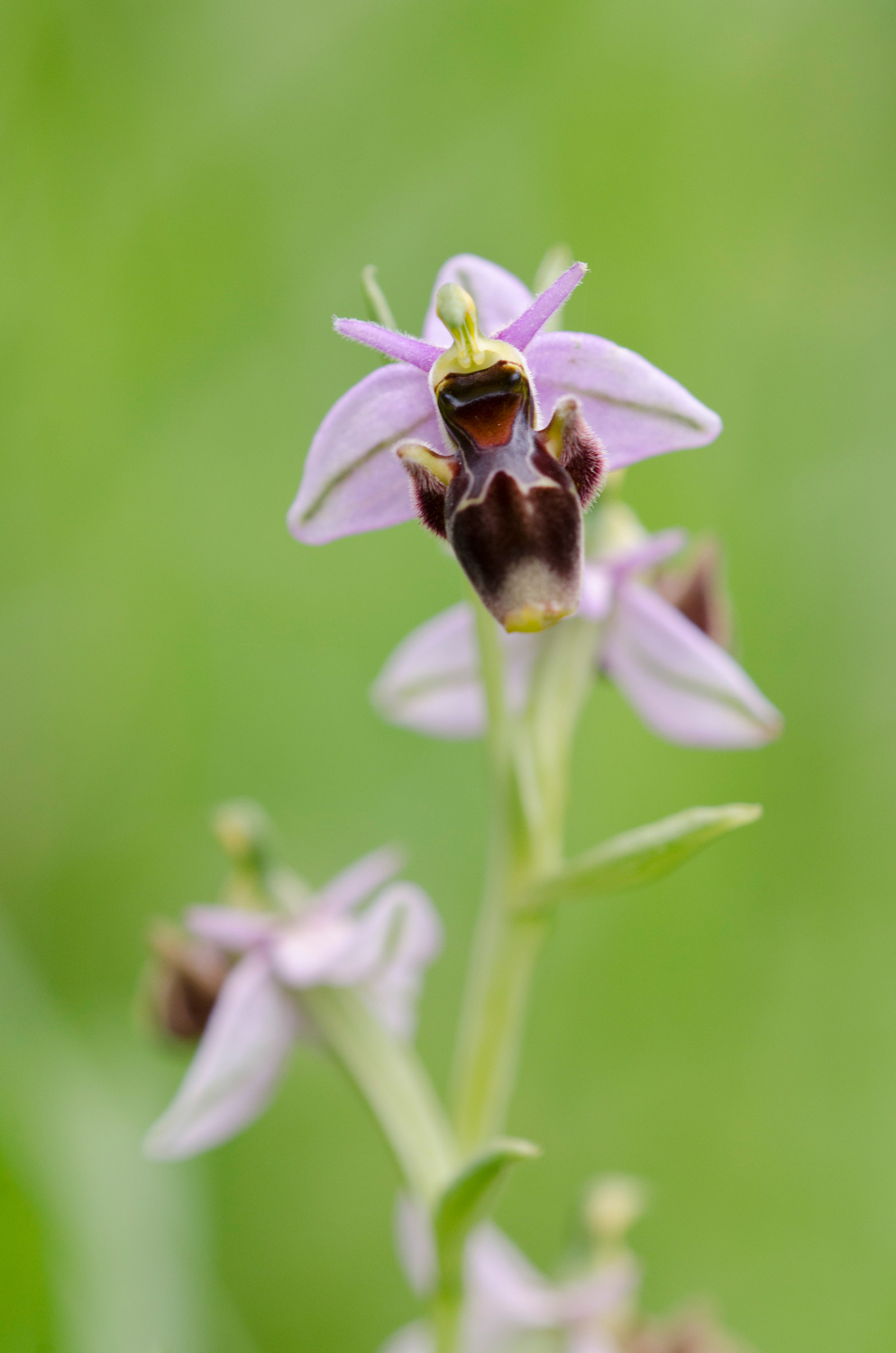 Ophrys scolopax ist eine Orchideenart - eine der bedrohten Arten, die in den Datensatz für die Studie aufgenommen wurde.