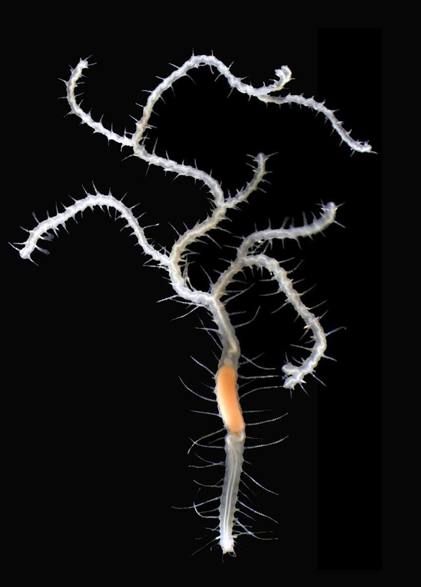 Newly discovered branching worm, Ramisyllis kingghidorahi, named after Godzilla's nemesis. Its head is at the bottom of the image.