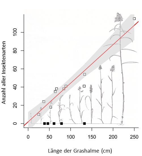 Die Anzahl der Insekten-Arten (Pflanzenfresser und parasitische Wespen) in Abhängigkeit von der Länge der Grashalme. Die weißen Quadrate markieren die durchschnittliche Halmlänge und die gesamte Artenvielfalt der zehn mehrjährigen Gras-Arten, die auch in den Zeichnungen dargestellt sind. Die schwarzen Quadrate geben die Werte für die fünf einjährigen Gras-Arten an.