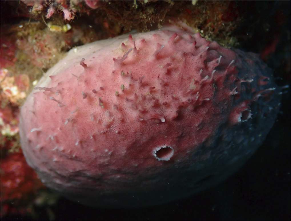 The home of the branching worm: a host sponge in its natural habitat. the posterior end of the branching worm can be seen on the surface of the sponge.
