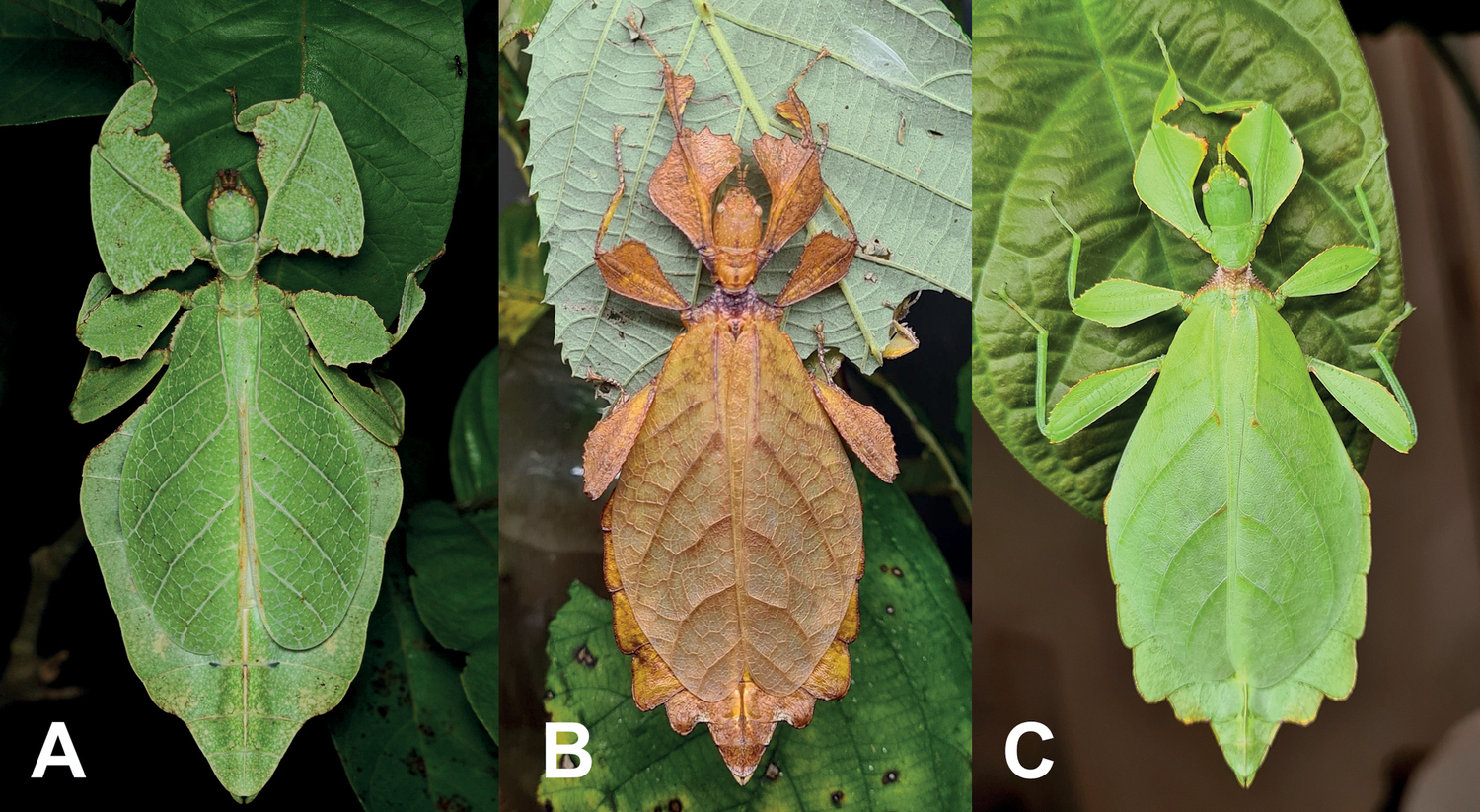 Appearances can be deceptive: the appearance of leaf insects does not necessarily reflect their species affiliation. While Pulchriphyllium anangu (A) is a new, distinct species from India, the other two individuals (B and C) both belong to the newly described Philippine species Phyllium ortizi, despite their external differences.