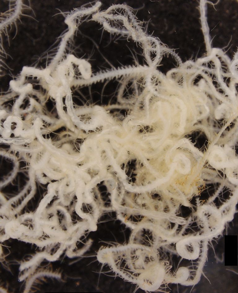 Microscope image showing a specimen of the newly identified branching worm genus Cladosyllis which was collected in Okinawa, Japan. Away from its host sponge, the creature’s complicated branching body is visible.