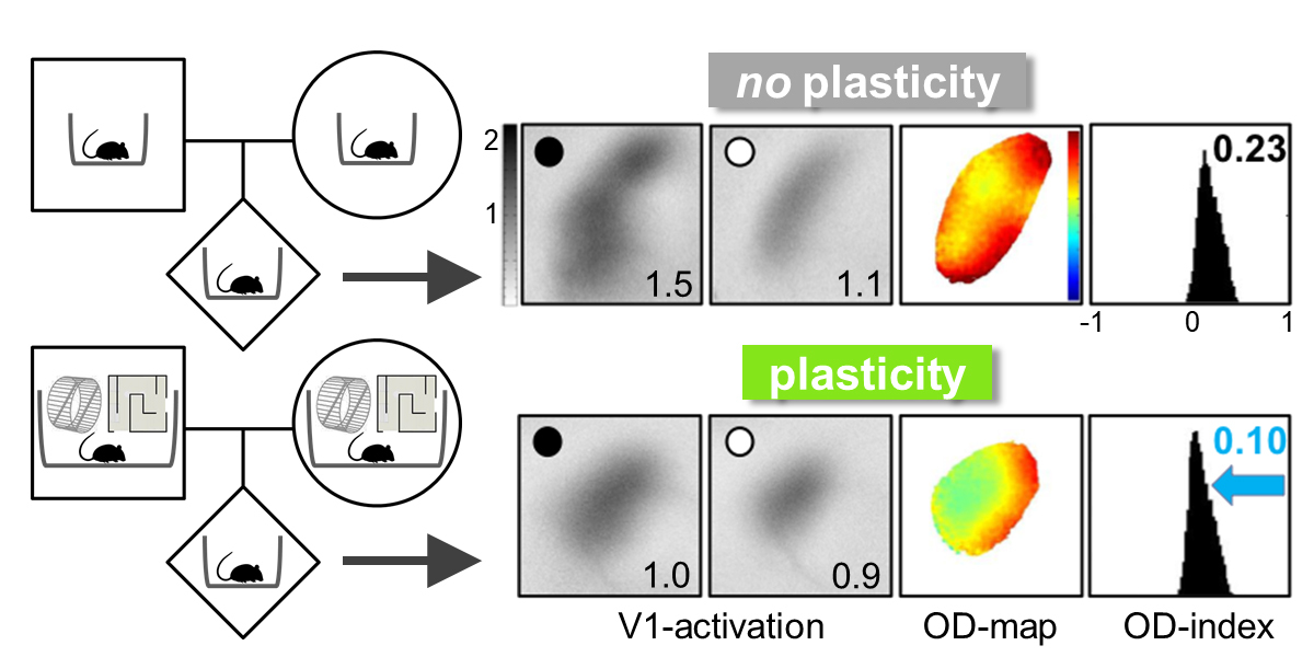 Evidence is accumulating that life experiences of the parent can be transmitted across generations. Imaging of neuronal activity shows that - after several days of monocular vision (black dot) – the mouse primary visual cortex (V1)  is more “plastic” (ie adaptable) in mice whose parents experienced a stimulating environment (bottom row), compared with mice whose parents experienced a standard cage (top row).  Thus the environment experienced by parents can strongly affect brain plasticity (ie adaptability) of the offspring. Abbreviations: OD = ocular dominance.