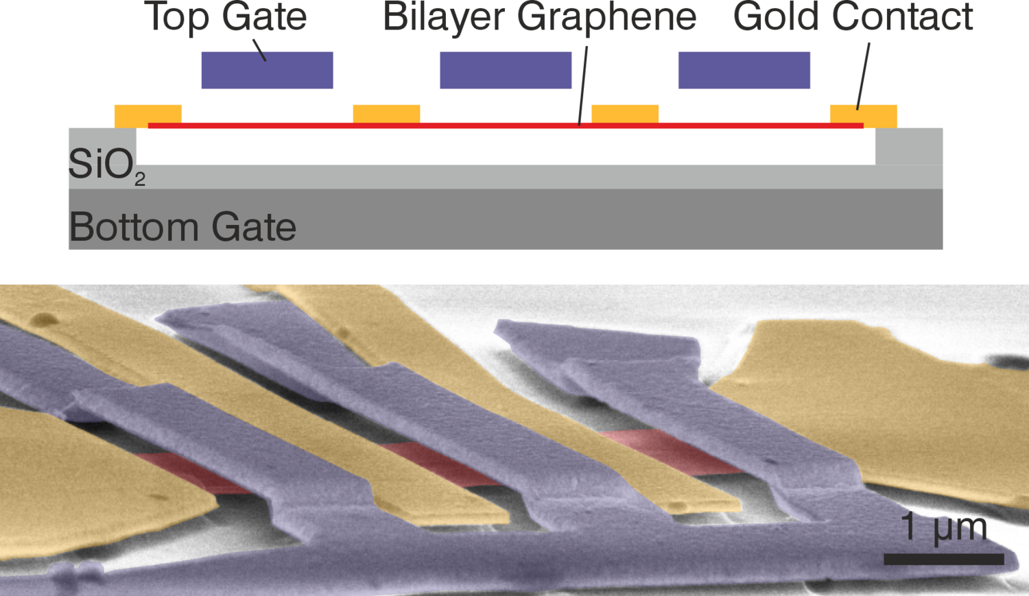 The gold contacts are shown as yellow, the graphene double layers red, and the metal bridge blue.