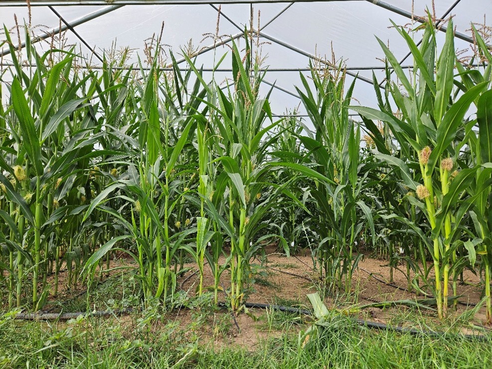 Under the title “Concurrent multiple abiotic and biotic stress interactions in maize: impacts and mechanisms,” scientists of a new research unit led by the University of Göttingen are investigating the impact of combined (abiotic and biotic) stresses on crop physiology and productivity.