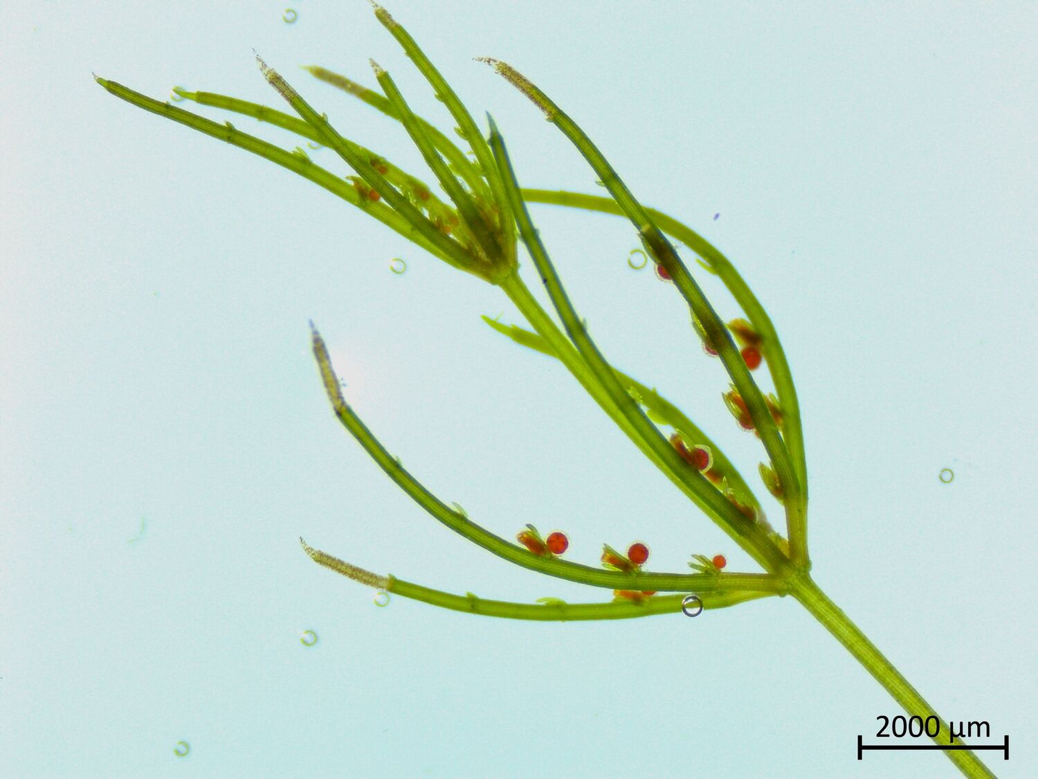 Mikroskopisches Bild der Alge Chara sp., einer Armleuchteralge mit einem komplexen Körperbau (20 µm = 2 mm)