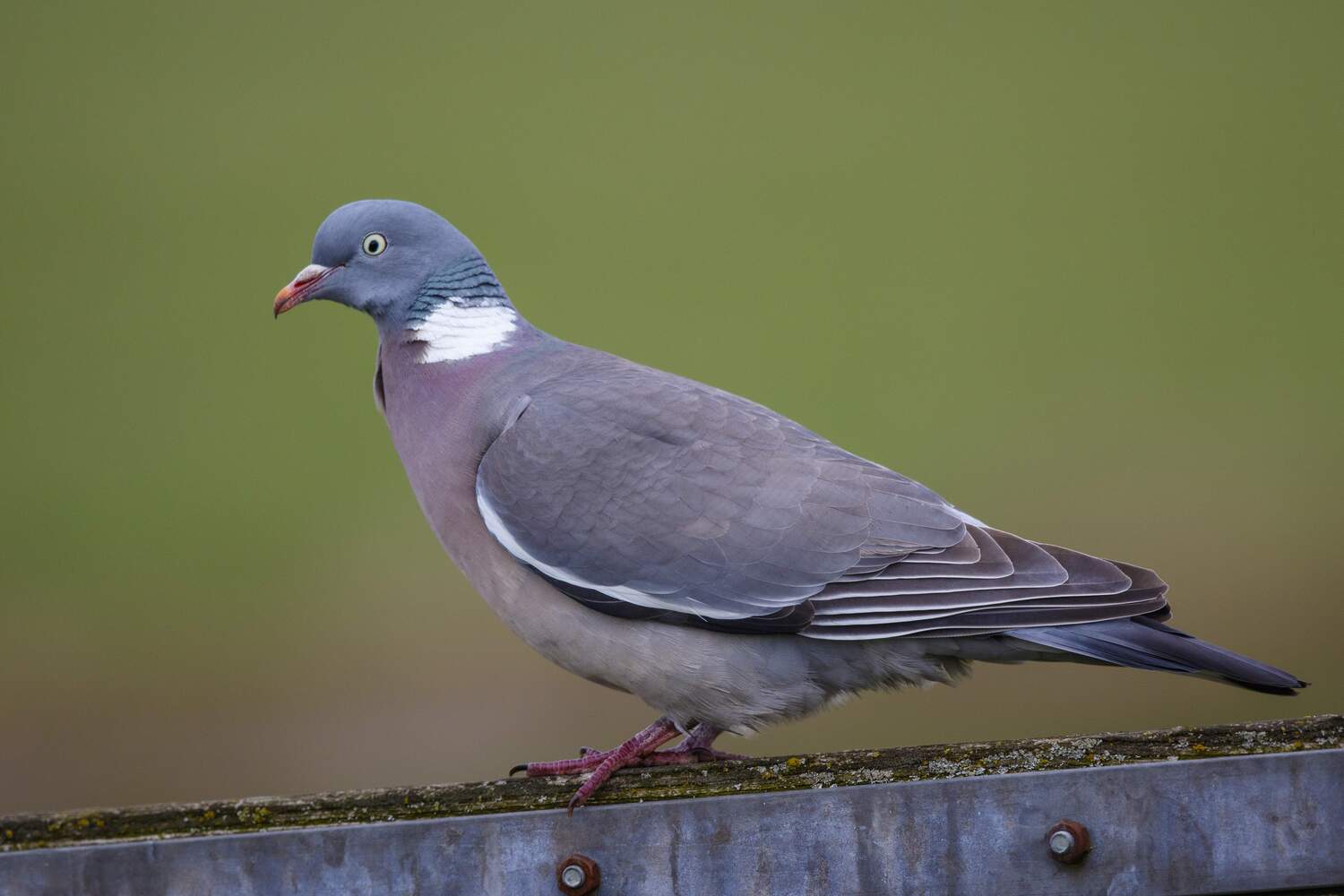 n the rise: Woodpigeon numbers increased strongly across Europe. Their loud and monotonous song can drown our the higher-pitched voices of smaller birds