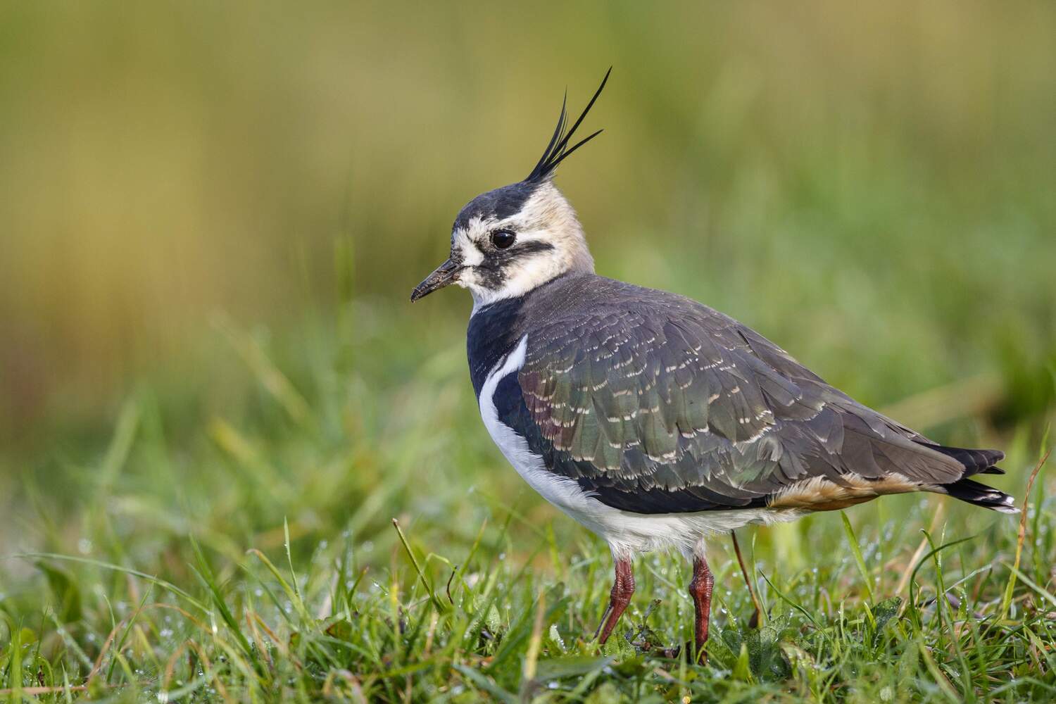 Farmland birds declined strongly across Europe. Without the unique sound of birds like this displaying Lapwings, agricultural fields are much more silent in spring